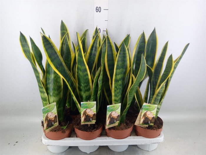 <h4>Sansevieria trifa. 'Laurentii'</h4>