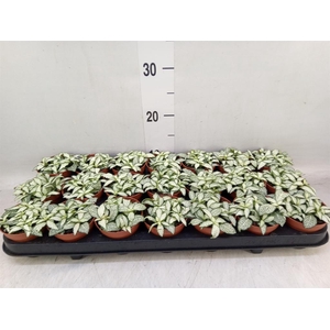 Fittonia  'Mosaic White Forest Fla'