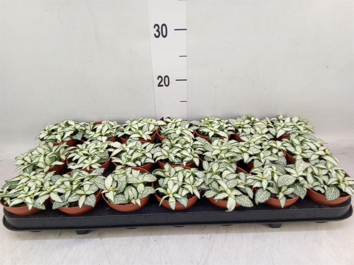<h4>Fittonia 'Mosaic White Forest Fla'</h4>