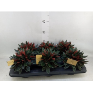 Peperomia caperata 'Rosso'