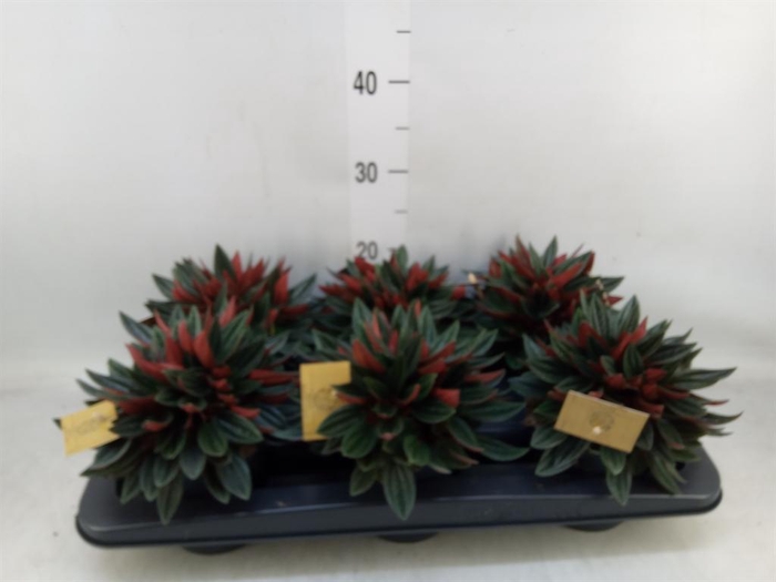 <h4>Peperomia caperata 'Rosso'</h4>