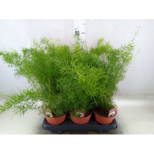 Asparagus dens. 'Sprengeri'