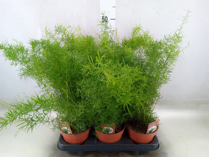 <h4>Asparagus dens. 'Sprengeri'</h4>