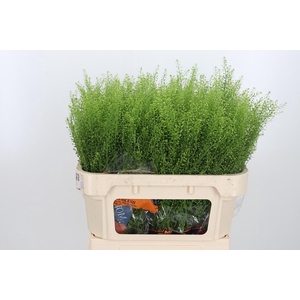 Lepidium Green Bell