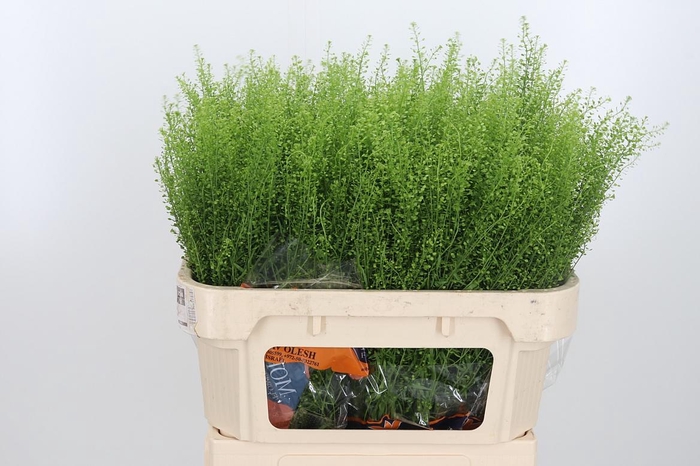 <h4>Lepidium Green Bell</h4>