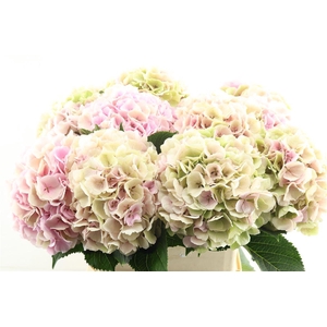 Hydr M Cl. Verena Pink 80-23