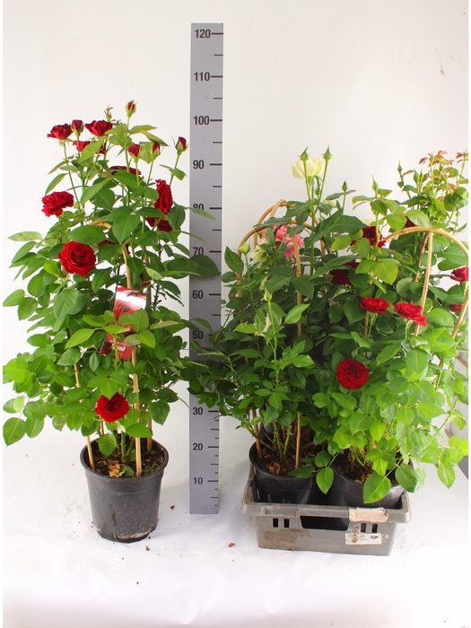 <h4>ROSA FL SELECT GEM</h4>