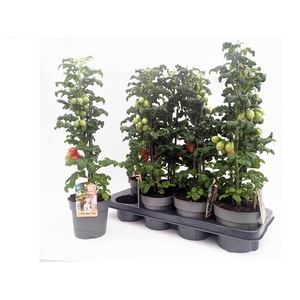 !! PROMO !! TOMATENPLANTEN
