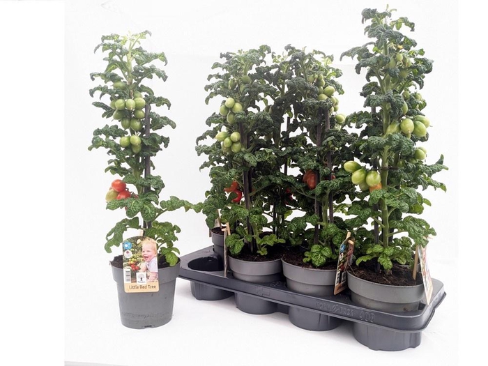 <h4>!! PROMO !! TOMATENPLANTEN</h4>