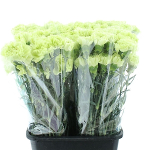 Di St Lady Gurin Green