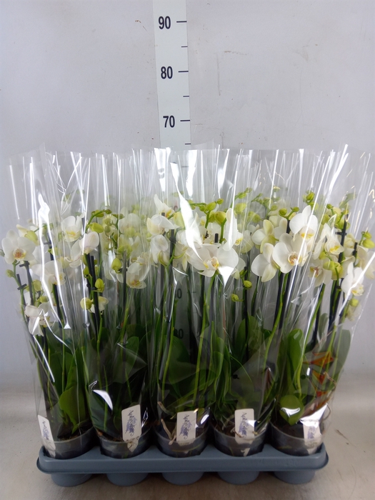 <h4>Phalaenopsis   ...white</h4>