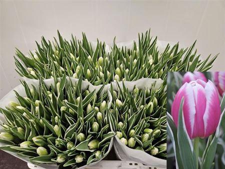 <h4>Tu En Mark Design</h4>