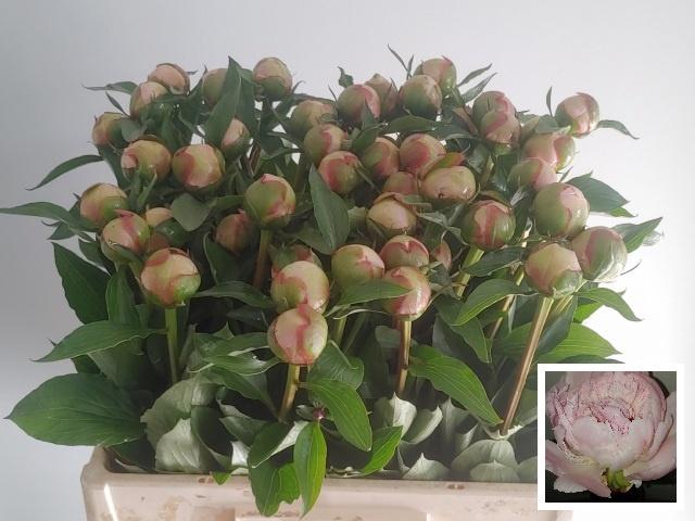 <h4>PAEO L ALERTIE</h4>