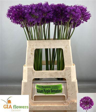 <h4>Allium Purple Sens</h4>