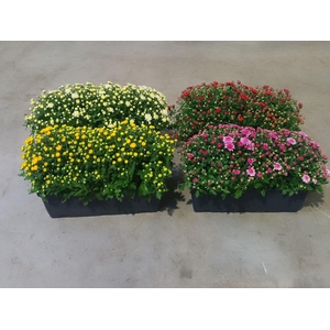 Chrysanthemum Indicum