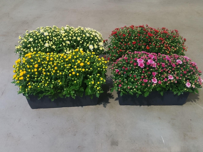<h4>Chrysanthemum Indicum</h4>
