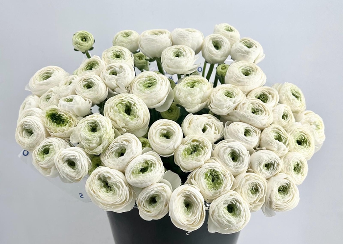Ranunculus Clooney Alaska Super