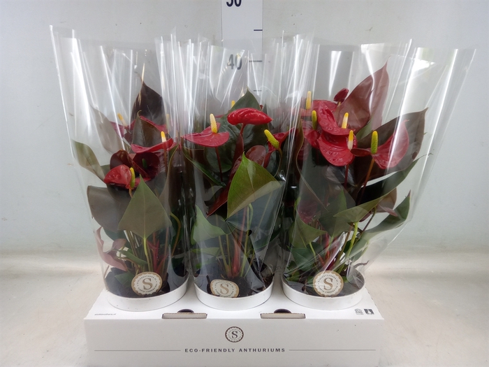 <h4>Anthurium andr. 'Coral Champion'</h4>