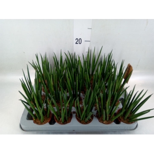 Sansevieria bacularis