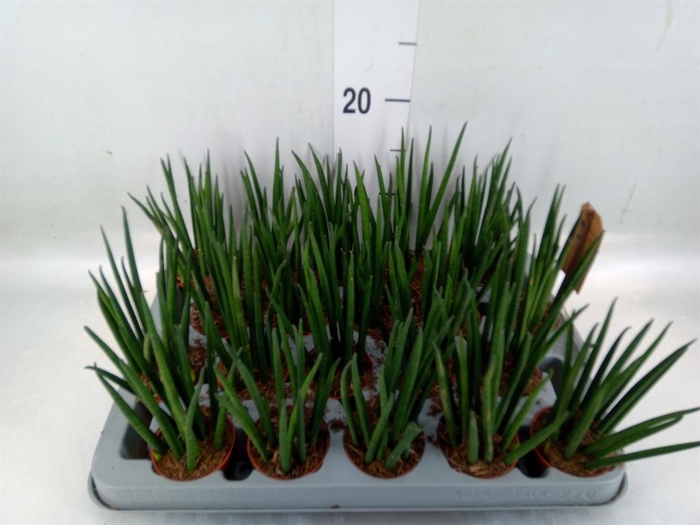 <h4>Sansevieria bacularis</h4>