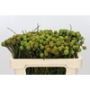 Kaaps Groen Baubles