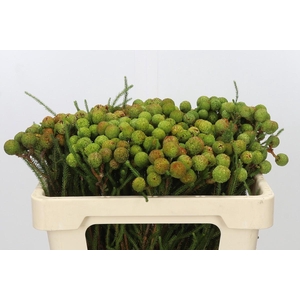 Kaaps Groen Baubles