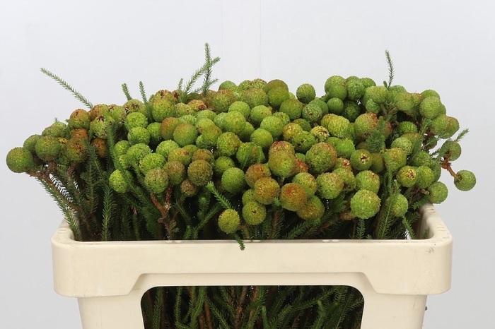 <h4>Kaaps Groen Baubles</h4>