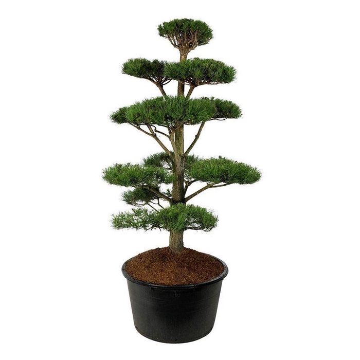 <h4>Pinus nigra nigra</h4>