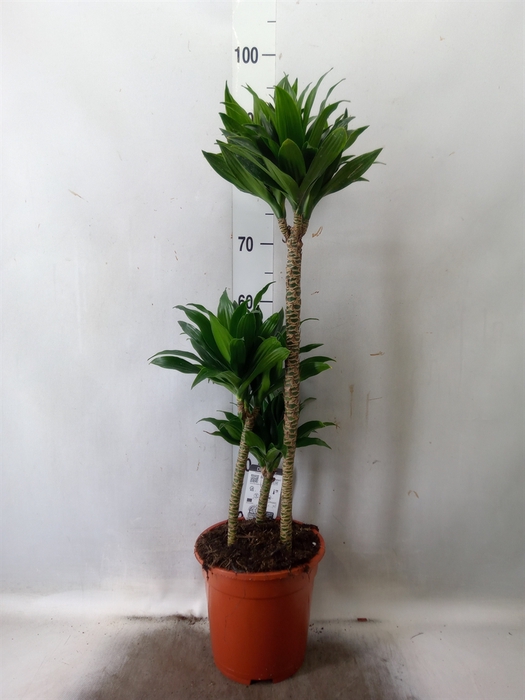 <h4>Dracaena frag. 'Compacta'</h4>