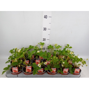 Fragaria ananassa 'Ostara'