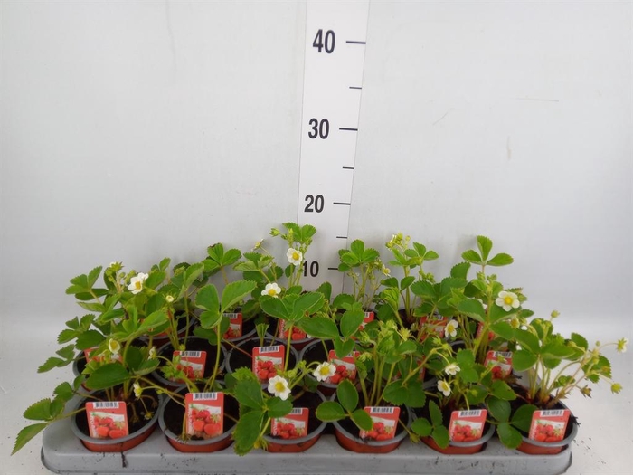 <h4>Fragaria ananassa 'Ostara'</h4>