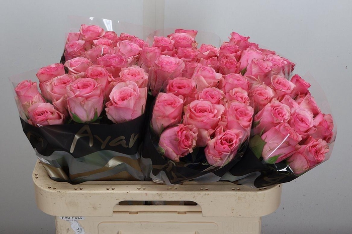 <h4>R Gr Euphoria</h4>