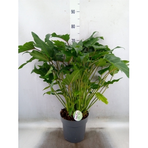 Philodendron  'Xanadu'