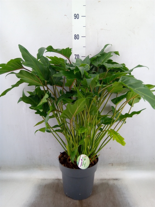 <h4>Philodendron  'Xanadu'</h4>