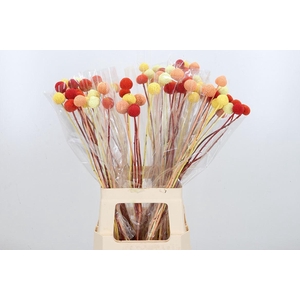 Craspedia Kl Bh Summer Mix