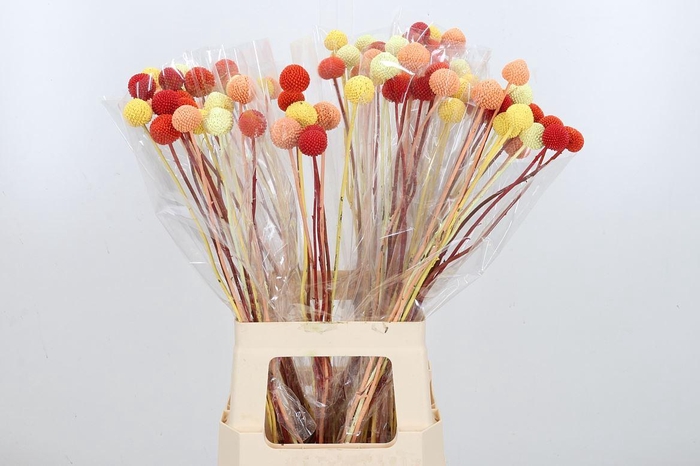 <h4>Craspedia Kl Bh Summer Mix</h4>