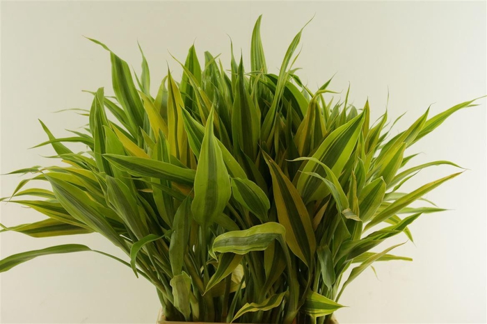 <h4>Sandriana Gold</h4>