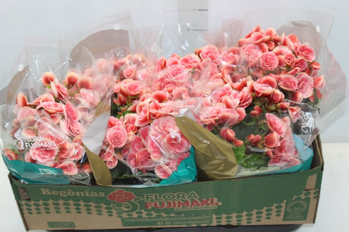 <h4>BEGONIA BORIAS P15</h4>