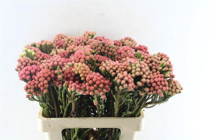 <h4>Kaaps Brunia La Red</h4>