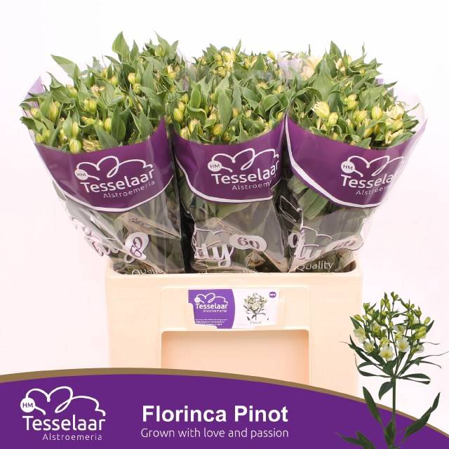 <h4>ALST FL PINOT</h4>