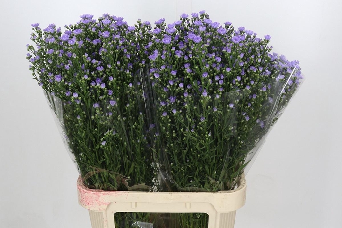 <h4>AST CASSANDRA</h4>