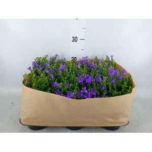 Campanula porten. 'Blueone'