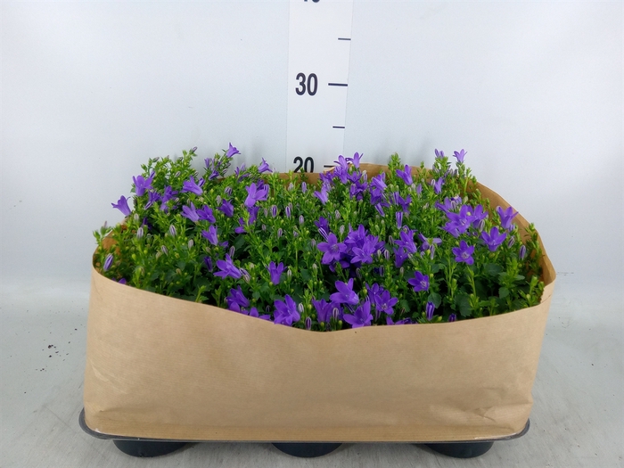<h4>Campanula porten. 'Blueone'</h4>