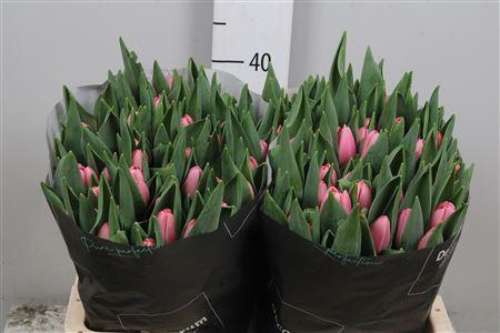 <h4>Tu En Tresor</h4>