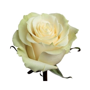 R GR MONDIAL Infinity Love