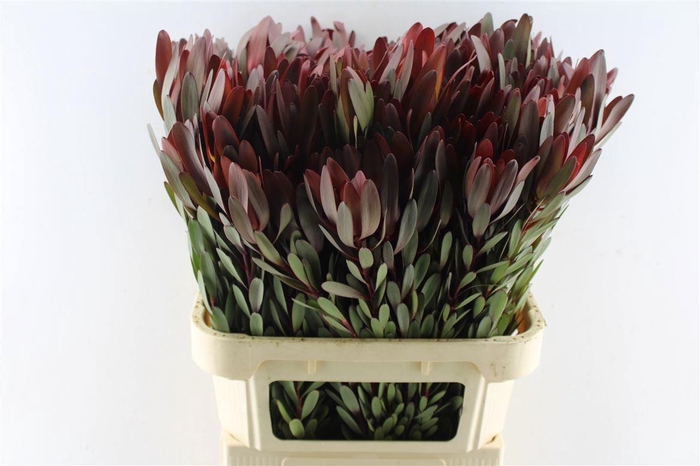 <h4>LEUCAD SAF SUNSET</h4>