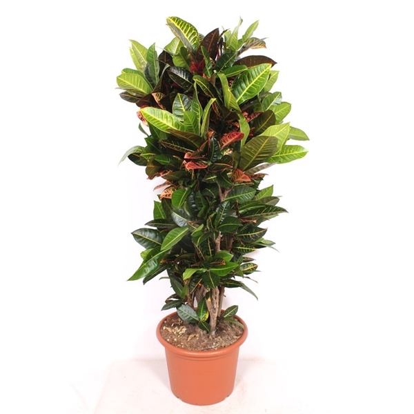 <h4>Codiaeum Petra (Croton Petra)</h4>