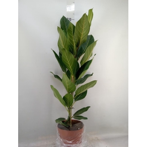 Ficus benghalensis 'Joy'
