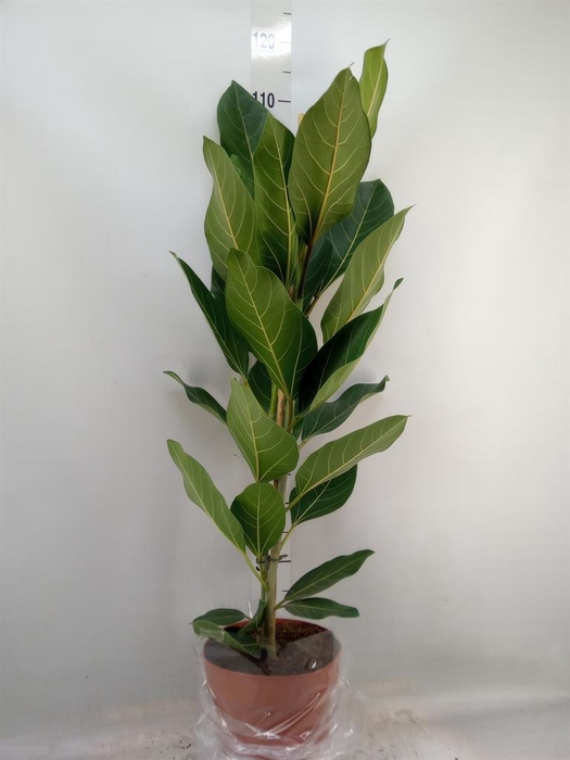 <h4>Ficus benghalensis 'Joy'</h4>