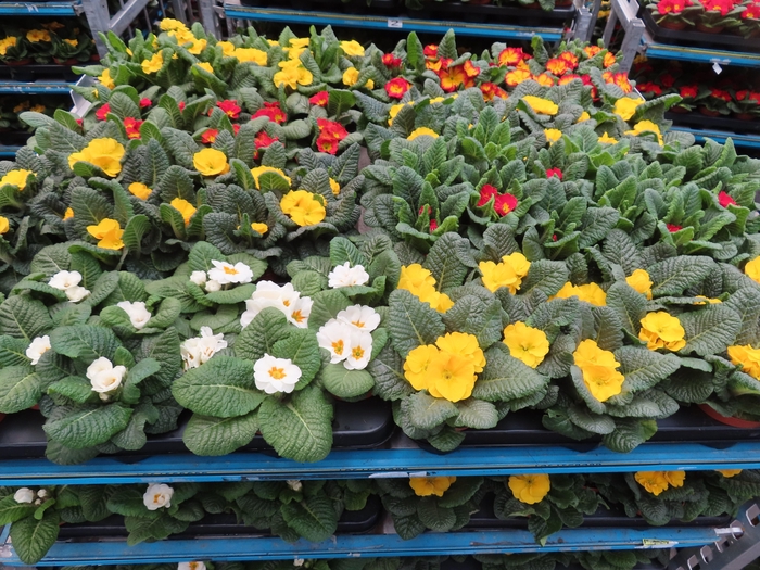 <h4>PRIM AC MIXK</h4>